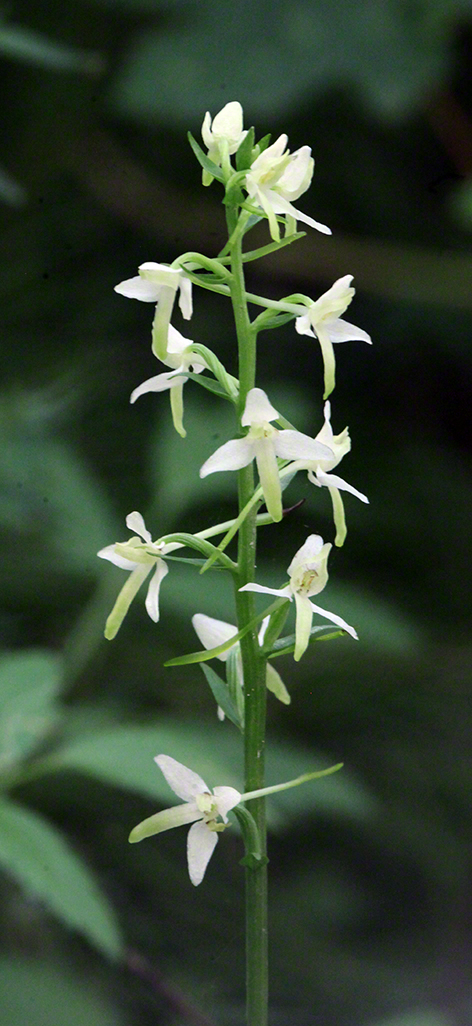 Platanthera bifolia – zweiblättrige weiße Waldhyazinthe